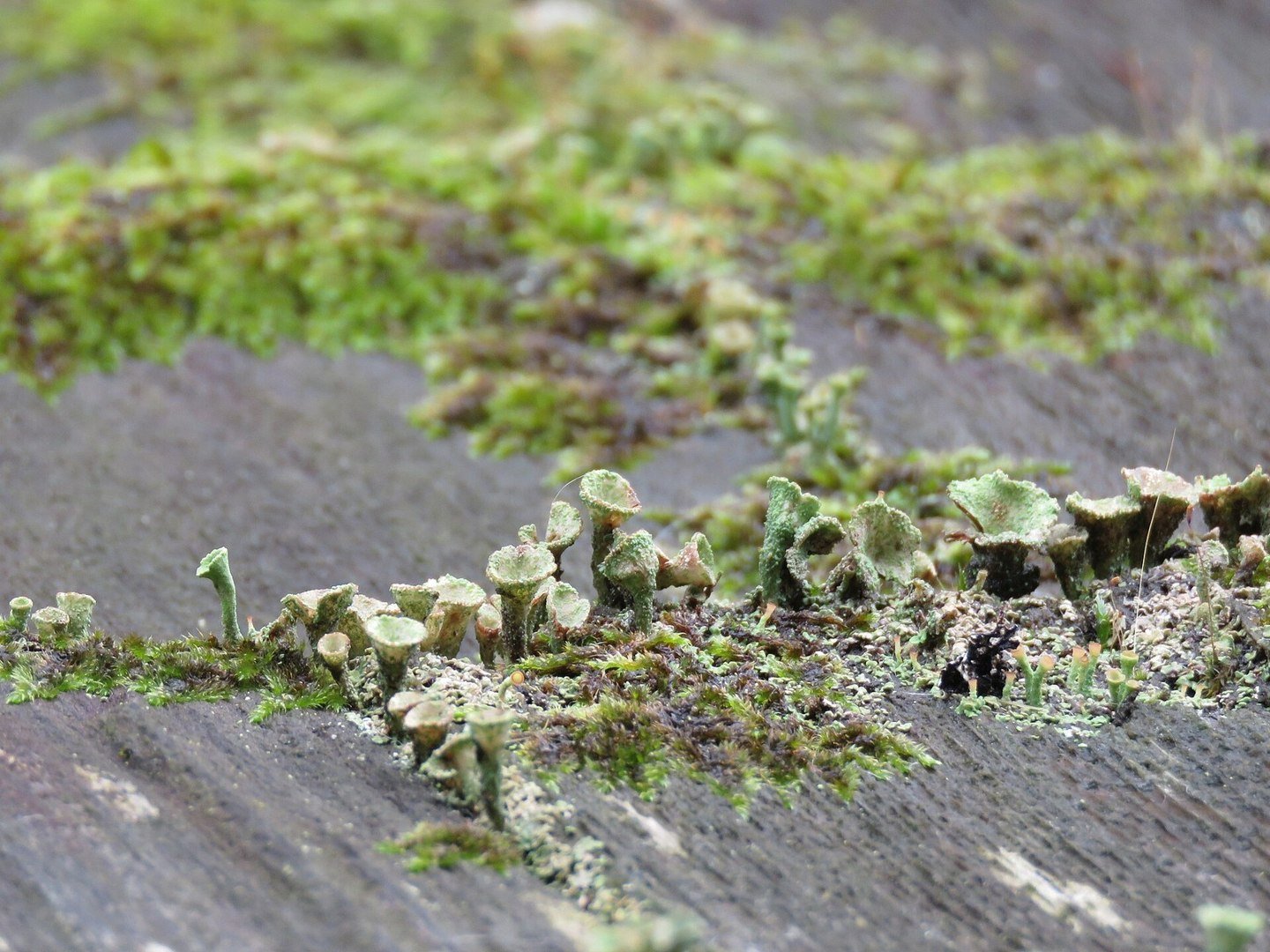 lichen sur couverture bois — photographie d’illustration